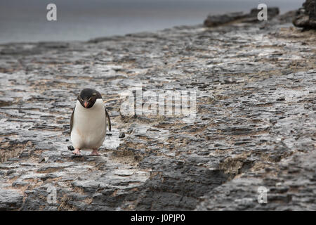 Rockhopper sur l'île plus sombre Banque D'Images