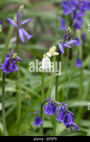 Bluebell blanc Fleur, entouré de fleurs jacinthes bleues Banque D'Images