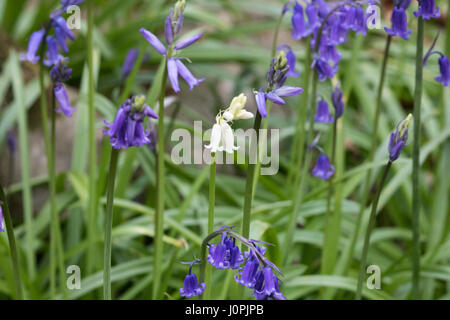 Bluebell blanc Fleur, entouré de fleurs jacinthes bleues Banque D'Images