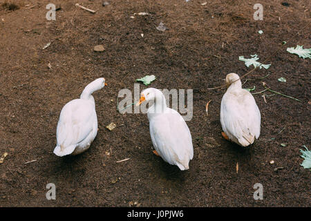 Les canards blancs en ligne et à la recherche à Banque D'Images