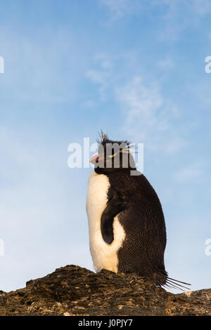 Rockhopper sur l'île plus sombre Banque D'Images