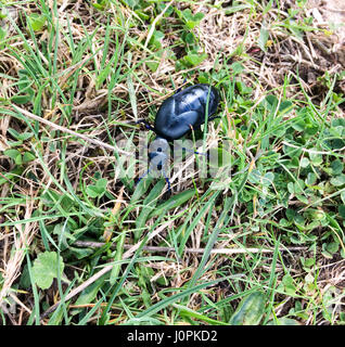 Un scarabée d'huile noire (Meloe proscarabaeus) ramper dans l'herbe de prairie en avril, Hampshire, Royaume-Uni Banque D'Images