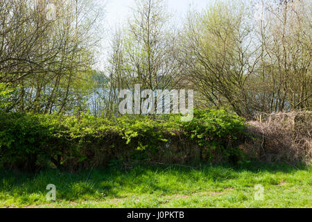 Vue restreinte d'Astbury simple grâce à la ligne de couverture / les haies et arbres de l'Astbury simple Country Park, Astbury, Crewe, Cheshire, Royaume-Uni. Banque D'Images