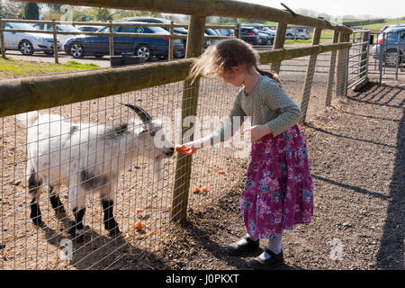 Familles / visiteurs / personnes avec enfants / Enfants / l'alimentation de l'enfant des aliments du bétail - carottes etc - pour les chèvres à Glebe Farm, Astbury, Crewe, Cheshire UK. Banque D'Images