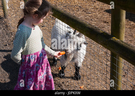 Familles / visiteurs / personnes avec enfants / Enfants / l'alimentation de l'enfant des aliments du bétail - carottes etc - pour les chèvres à Glebe Farm, Astbury, Crewe, Cheshire UK. Banque D'Images