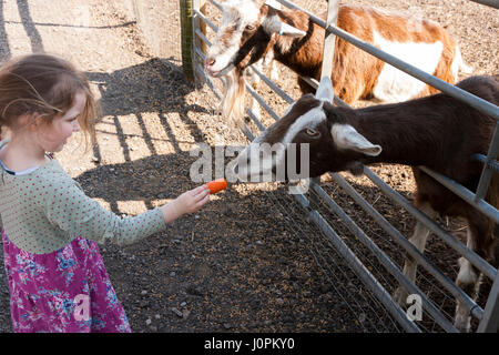 Familles / visiteurs / personnes avec enfants / Enfants / l'alimentation de l'enfant des aliments du bétail - carottes etc - pour les chèvres à Glebe Farm, Astbury, Crewe, Cheshire UK. Banque D'Images