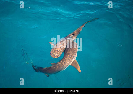 Deux petits requins Blacktip jouer dans les eaux de l'île Green, Queensland, Australie Banque D'Images