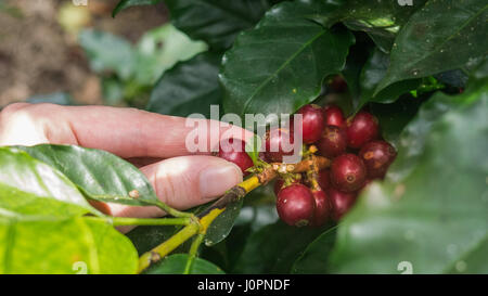 Cueillette à la main les grains de café Arabica rouge sur caféier à Jinotega Nicaragua - porté main Banque D'Images