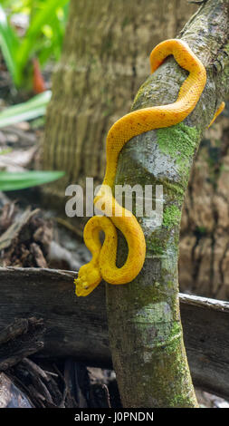 Cil jaune Pit Viper Palm Bothriechis schlegelii Costa Rica Parc national de Cahuita Banque D'Images