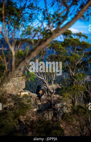 Un eucalyptus dans le centre de Blue Mountains, Australie Banque D'Images