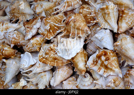 Close-up de beaucoup de coquilles à vendre à Rishikesh, Inde Banque D'Images