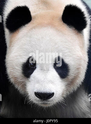 Panda géant yang guang représentée dans son enclos au zoo d'Édimbourg, en Écosse. Banque D'Images