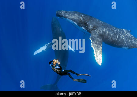 Baleine à bosse et photographe sous-marin, Megaptera novaeangliae, Hawaii, USA Banque D'Images