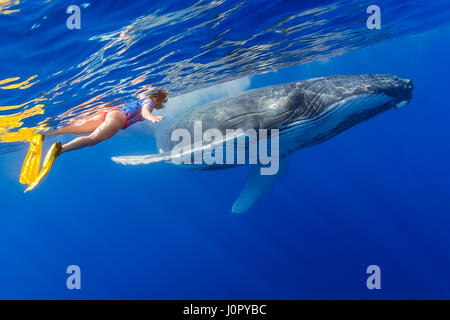 Femme Snorkeler et le rorqual à bosse, Megaptera novaeangliae, Hawaii, USA Banque D'Images