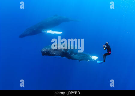 Baleine à bosse et photographe sous-marin, Megaptera novaeangliae, Hawaii, USA Banque D'Images