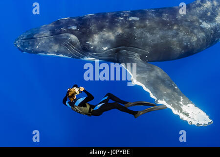 Baleine à bosse et photographe sous-marin, Megaptera novaeangliae, Hawaii, USA Banque D'Images