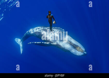 Baleine à bosse et photographe sous-marin, Megaptera novaeangliae, Hawaii, USA Banque D'Images