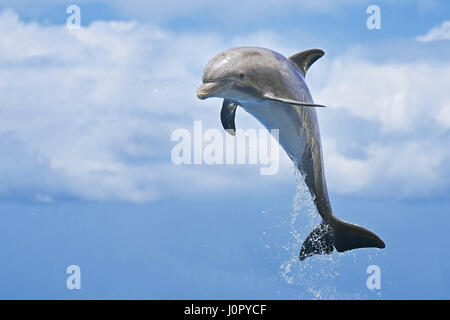 La Grand dauphin, Tursiops truncatus, Caraïbes, Bahamas Banque D'Images