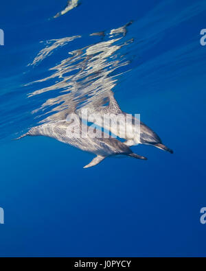 Spinnder long-snouted, Dauphins Stenella longirostris, Hawaii, USA Banque D'Images