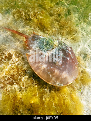 Atlantic limule, Limulus polyphemus, Florida, USA Banque D'Images