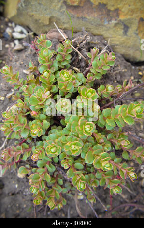 Saxifrage saxifraga paniculata alpin group Banque D'Images