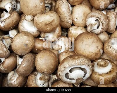 Champignons Banque D'Images