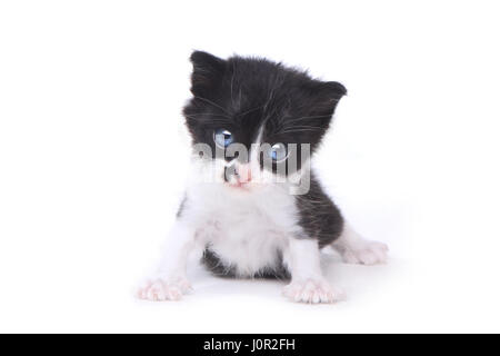 Bébé adorable chaton Style Tuxedo sur fond blanc Banque D'Images