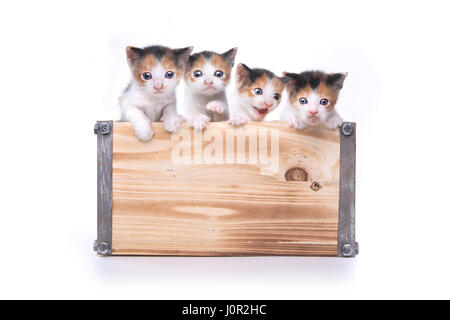 Fort de 3 adorable bébé de la semaine chatons en attente d'être adopté Banque D'Images
