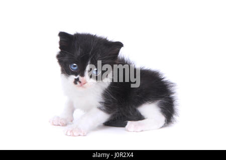 Bébé adorable chaton Style Tuxedo sur fond blanc Banque D'Images