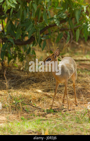 Kirk's Dik-Dik (Madoqua kirkii) portrait, Samburu National Reserve, Kenya Banque D'Images