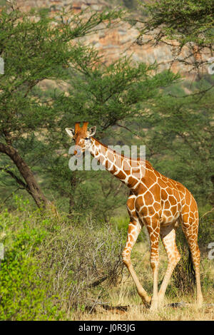 Giraffe réticulée (Giraffa camelopardalis reticulata) walking thru pinceau, Réserve nationale de Samburu, Kenya Banque D'Images