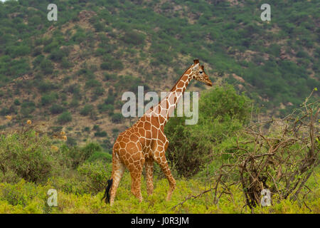 Giraffe réticulée (Giraffa camelopardalis reticulata) walking thru pinceau, Réserve nationale de Samburu, Kenya Banque D'Images