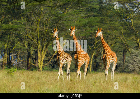 Rothschild Girafe (Giraffa camelopardalis) rothschilidi trois girafes marche, Parc national du lac Nakuru, Kenya Banque D'Images