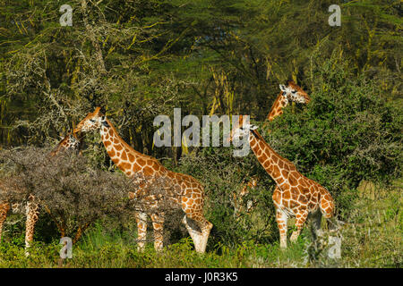 Rothschild Girafe (Giraffa camelopardalis) rothschilidi la navigation sur les branches d'arbres, Parc national du lac Nakuru, Kenya Banque D'Images