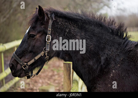 Profil de cheval noir à la ferme Banque D'Images