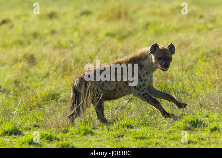 L'Hyène tachetée (Crocuta crocuta) à travers la savane, Masai Mara National Reserve, Kenya Banque D'Images