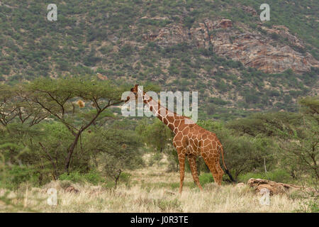 Giraffe réticulée (Giraffa camelopardalis reticulata), Samburu National Reserve, Kenya Banque D'Images