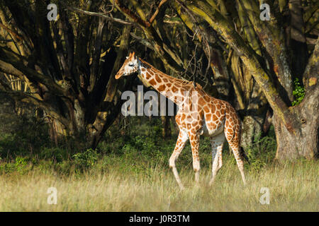 Rothschild Girafe (Giraffa camelopardalis) rothschilidi à pied à travers la savane, Parc national du lac Nakuru, Kenya Banque D'Images