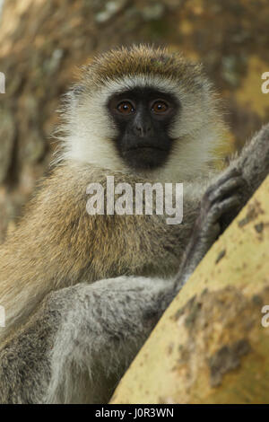 Singe vervet (Cercopithecus aethiops) portrait, Parc national du lac Nakuru, Kenya Banque D'Images