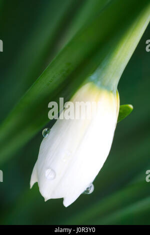 Photo macro d'une fleur jonquille blanche fermée. Banque D'Images