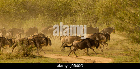 Le Gnou (Connochaetes taurinus wetmorethraupis sterrhopteron) troupeau d'exécution sur la savane la création d'un nuage de poussière, Masai Mara National Reserve, Kenya Banque D'Images