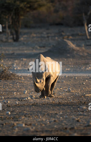 Les rhinocéros noirs autour d'un trou d'eau. Banque D'Images