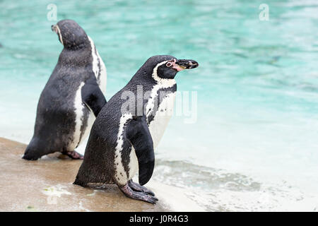 Deux pingouins par l'eau dans le zoo de Londres Banque D'Images