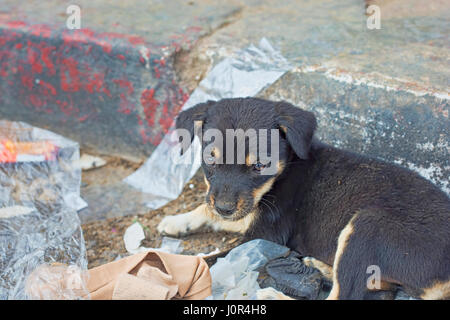 Petit chiot sans-abri dans la rue, village d'Essaouira, Maroc Banque D'Images