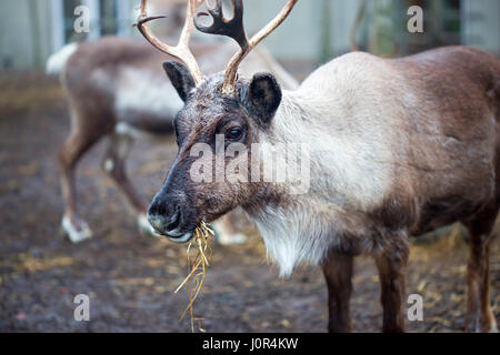 Dans le zoo de manger Rennes Banque D'Images