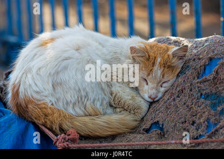 Chat dormant dans port de pêche Banque D'Images