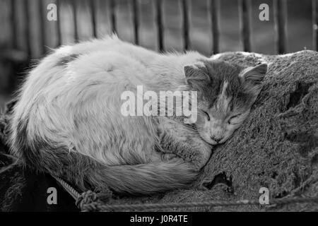 Chat dormant dans port de pêche Banque D'Images