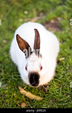 Lapin blanc avec des oreilles noires sur l'herbe Banque D'Images