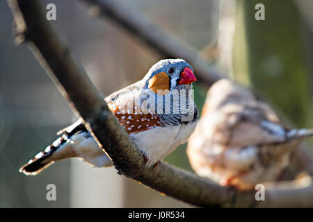 Diamant mandarin oiseau posé sur l'arbre Banque D'Images