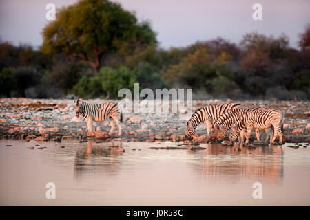 Zebra boire à un trou d'eau. Banque D'Images